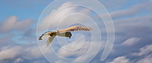 Long cover of a Kestrel bird of prey hovers against a dramatic sky with colorfull clouds, hunting for prey. Webbanner