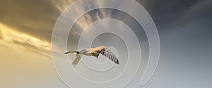 Long cover of a Kestrel bird of prey hovers against a dramatic sky with colorfull golden and blue clouds, hunting for