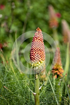 Long-crested beetle close-up