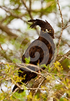 Long-crested Eagle