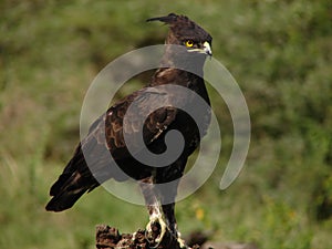 Long Crested Eagle