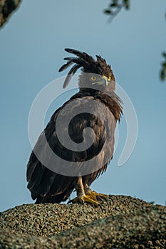 Long-crested eagle on branch against blue sky