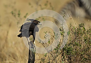 Long-crested eagle on a log and bokeh of strips