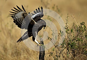 Long-crested eagle on a log, Masai Mara