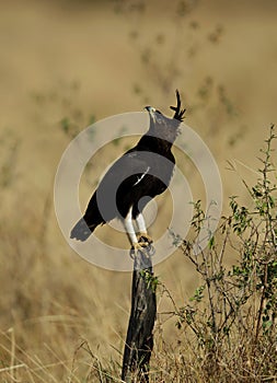 Long-crested eagle looking up