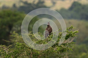 long crested eagle, lophaetus occipitalis