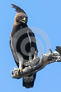 Long-crested Eagle (Lophaetus occipitalis)