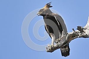 Long-crested eagle (Lophaetus occipitalis)