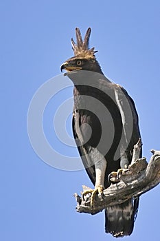 Long-crested eagle (Lophaetus occipitalis)