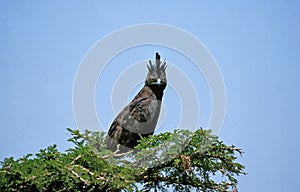 Long Crested Eagle, lophaetus occipitalis, Adult perched on Tree, Masai Mara Park in Kenya