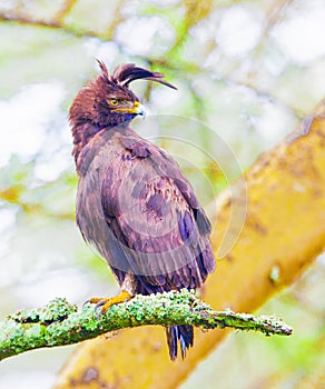 Lophaetus occipitalis