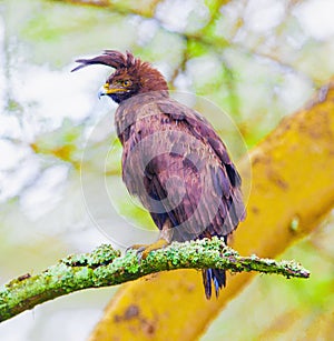 Lophaetus occipitalis