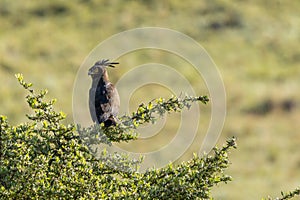 A long crested eagle (Lophaetus occipitalis) sitting in a tree