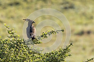 A long crested eagle (Lophaetus occipitalis) sitting in a tree