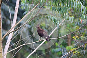 Long-crested Eagle
