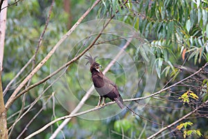 Long-crested Eagle