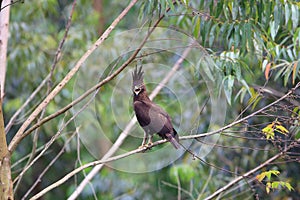 Long-crested Eagle