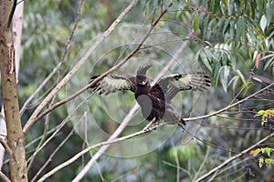 Long-crested Eagle