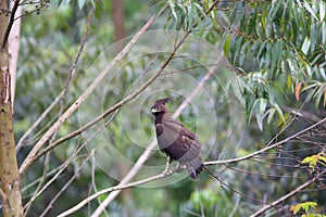 Long-crested Eagle