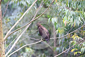 Long-crested Eagle