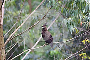 Long-crested Eagle