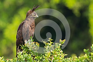 Long-crested Eagle Perched On Acacia