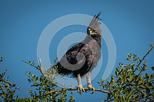 Long-crested eagle perched on branch looking down