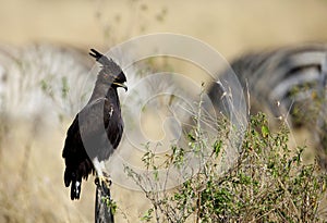 Long-crested eagle perched on a log