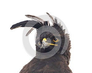 long crested eagle portrait