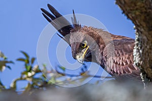 Long-crested Eagle Portrait