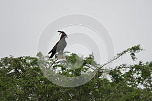Long-crested eagle, Queen Elizabeth National Park, Uganda