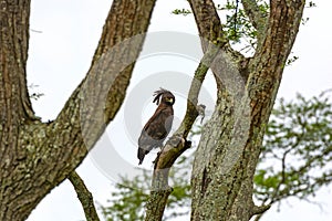 Long Crested Eagle in the Savanna
