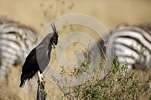 Long-crested eagle and the srtips
