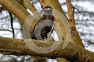 Long Crested Eagle on a tree branch with a blurry bright sky in the background