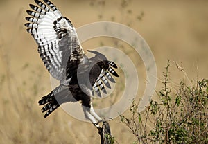 Long-crested eagle trying to perch on a wooden log