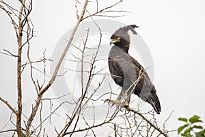 Long crested eagle, Uganda