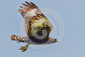 Long-crested or Hawk Eagle Flying