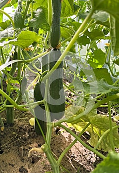 Long cucumbers grow in a greenhouse