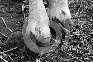 Long curly hoof on white fur goat`s legs greyscale