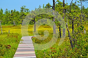 A Long, Curved Boardwalk in a Bog photo