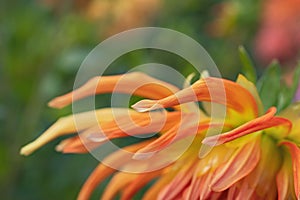 The long curved petals of an adorable orange-red dahlia flowe