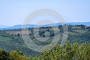 Long Cypress Alley Close To Montalcino