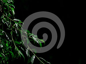 Long dark green leaves of weeping willow on the branches on a black background