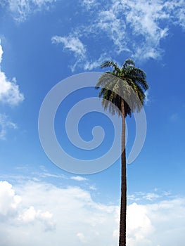 Long date palm tree