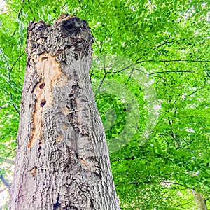 Long decaying dead tree trunk with holes viewing on branches with leaves in a nature forest landscape scenery