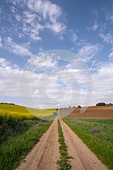 a long dirt road, surrounded by cultivated fields, on one side a yellow flowering rapeseed plantation and on the other a plowed