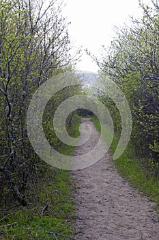 Long dirt track through springtime quickthorn shrubs for life concept