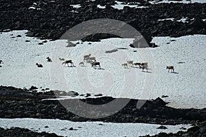 Long distance picture of wild reindeers under Glittertinden