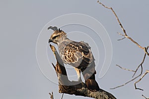 Long distances, Sharp Eyes,The Picture Target ,Crested Hawk Eagle,long upright crest,seldom soars,wings flat.