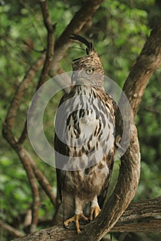 Long distances, Sharp Eyes,The Picture Target ,Crested Hawk Eagle,long upright crest,seldom soars,wings flat.